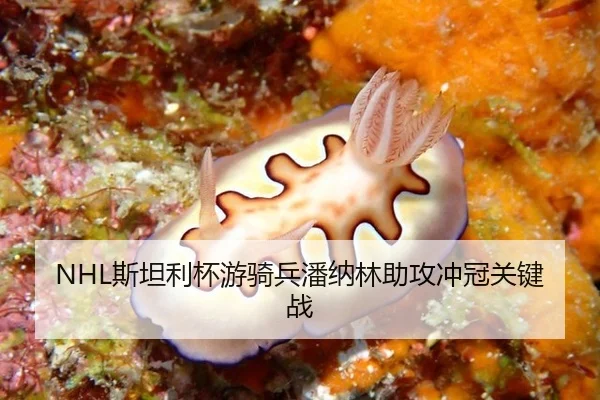NHL斯坦利杯游骑兵潘纳林助攻冲冠关键战